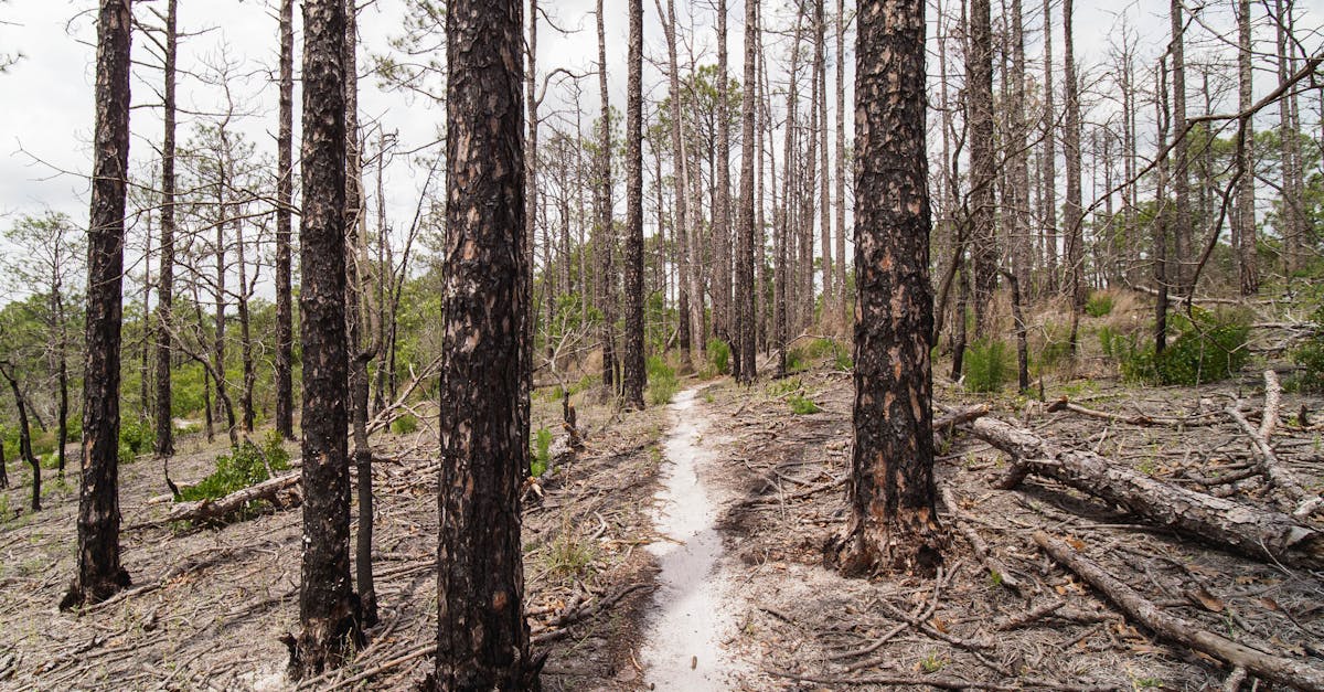 découvrez nos conseils et ressources pour la récupération après un incendie. apprenez comment restaurer vos biens, assurer votre sécurité et accompagner votre famille dans cette étape difficile.